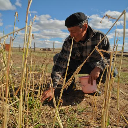 Farmer in Mongolia in field - Eric Sales / Asian Development Bank